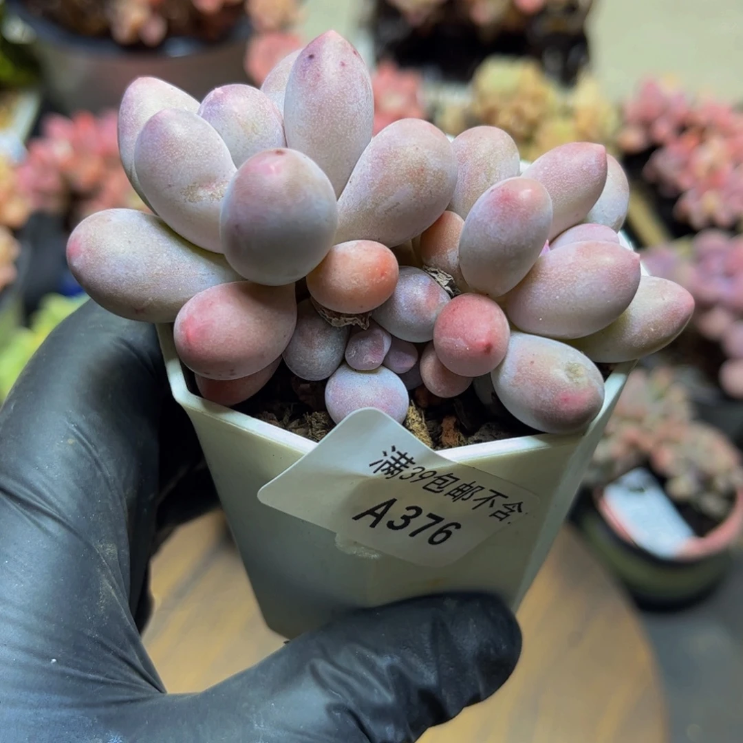 376汤圆奶酪8厘米多肉