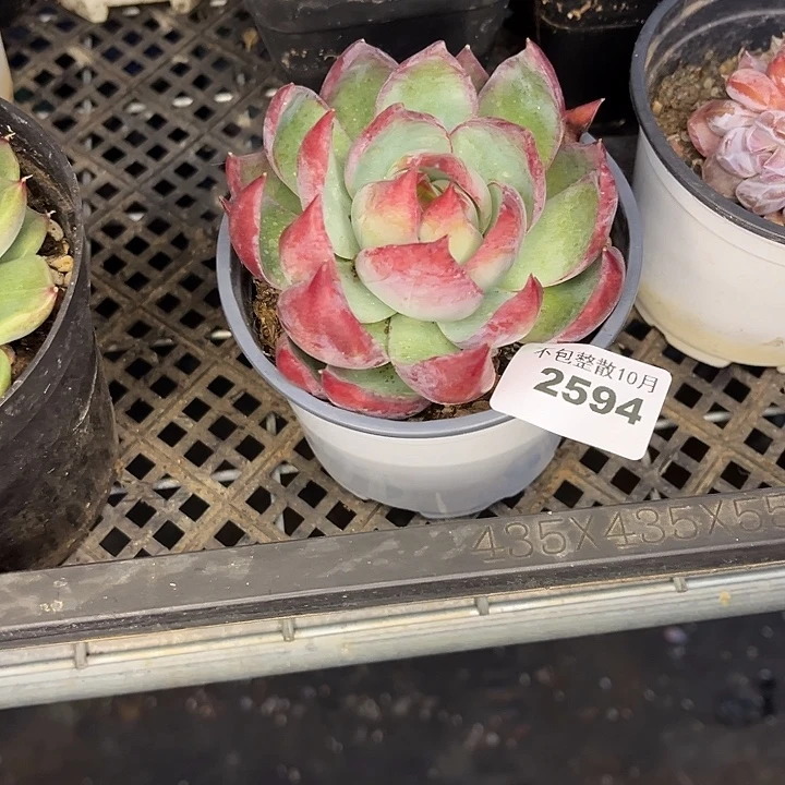 阿雅园艺。         2594惊鸿