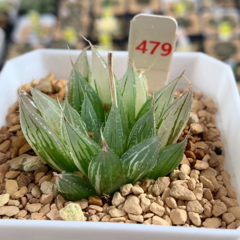 【闪购商品】479大卫针管
