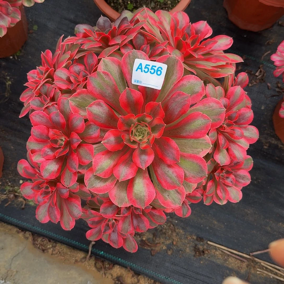 556粉女妖44444冠服32左右