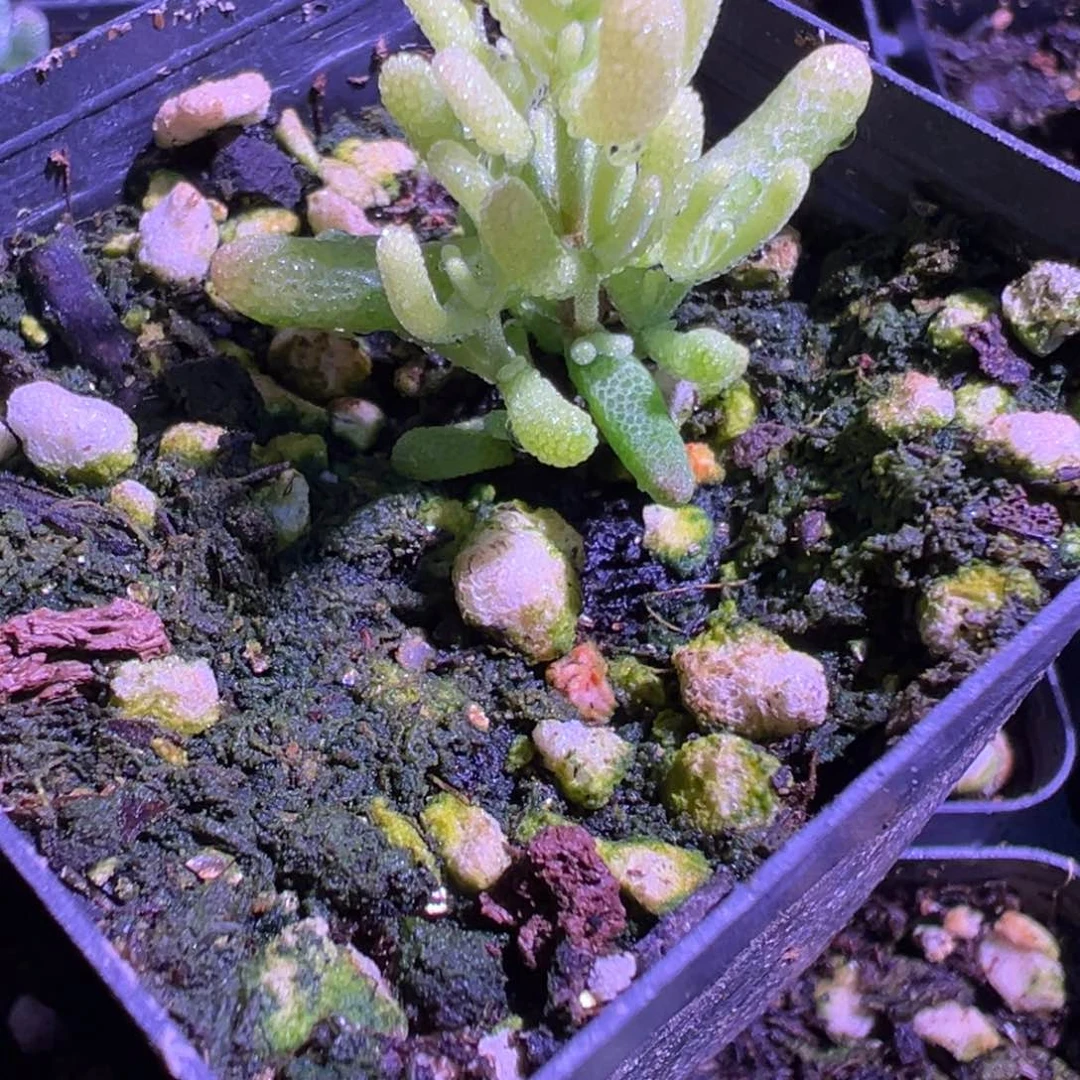 黄化锦老桩55杯精品系列