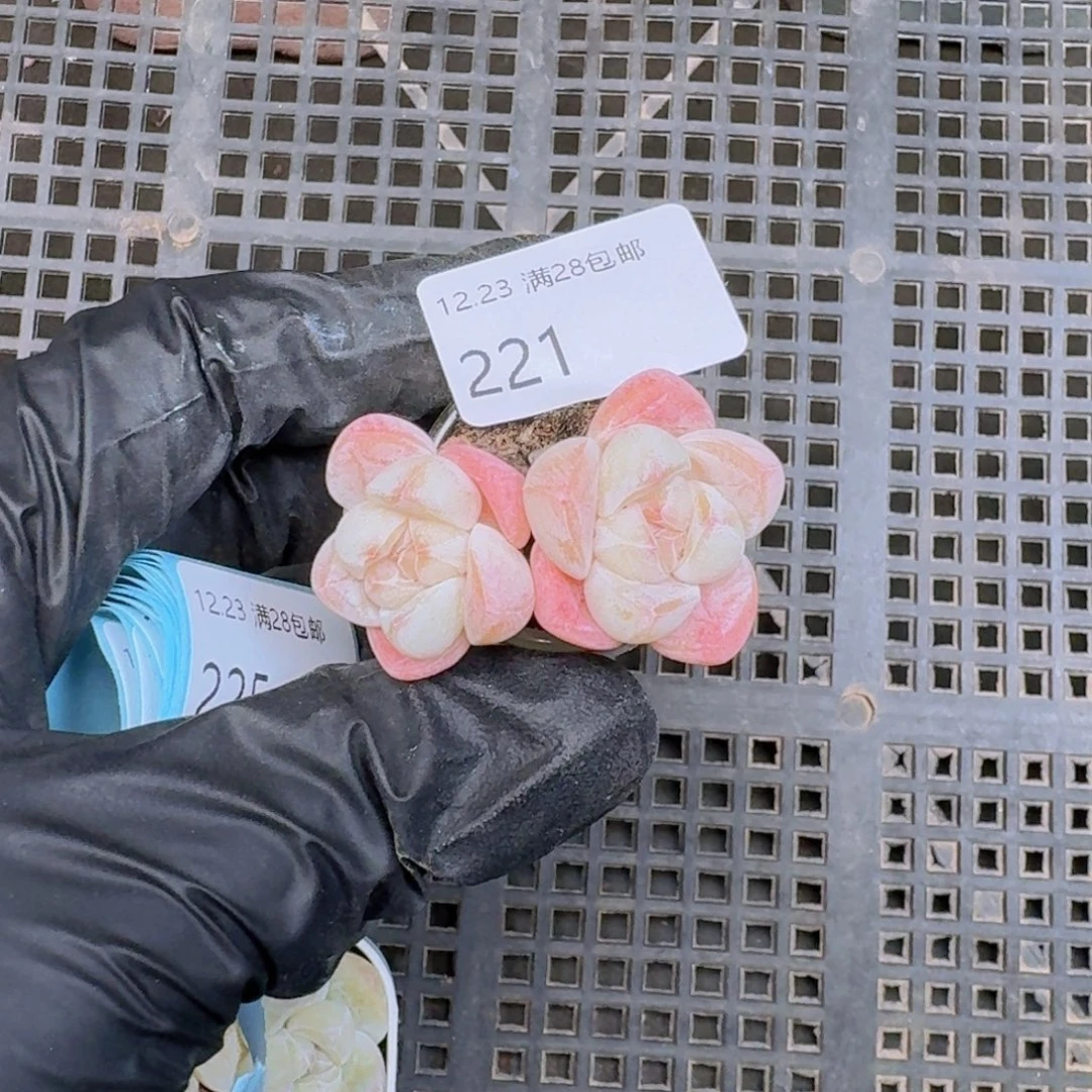 哈***哈双头一颗脱土发货