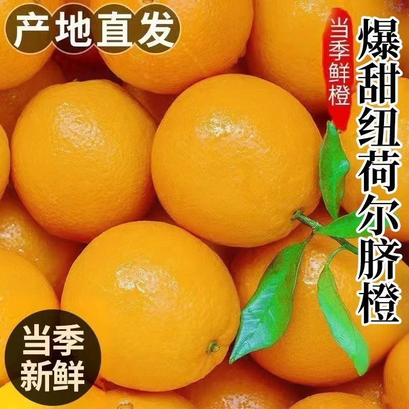 高山脐橙纽荷尔脐橙果园直供果大爆汁无渣常德石门赣南脐橙柑橘