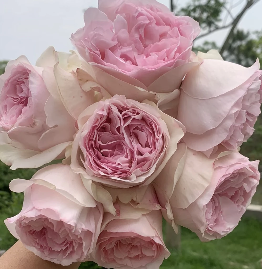 【两颗包】伊芙乙女心 粉白色大花浓香四季开花阳台庭院盆栽地栽苗