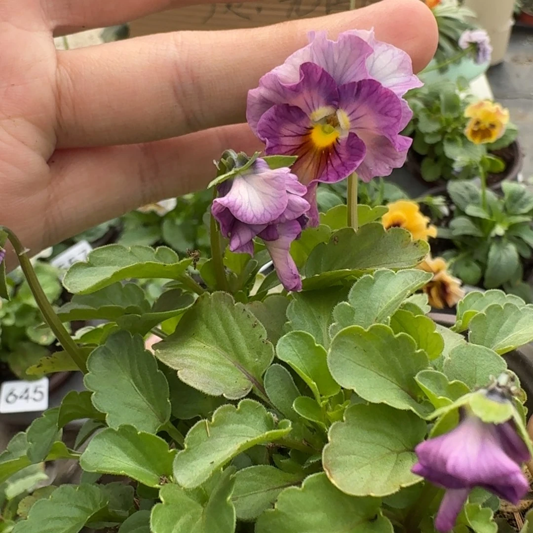 大部分花苞少量开放715