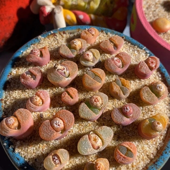 风铃混一颗 1厘米