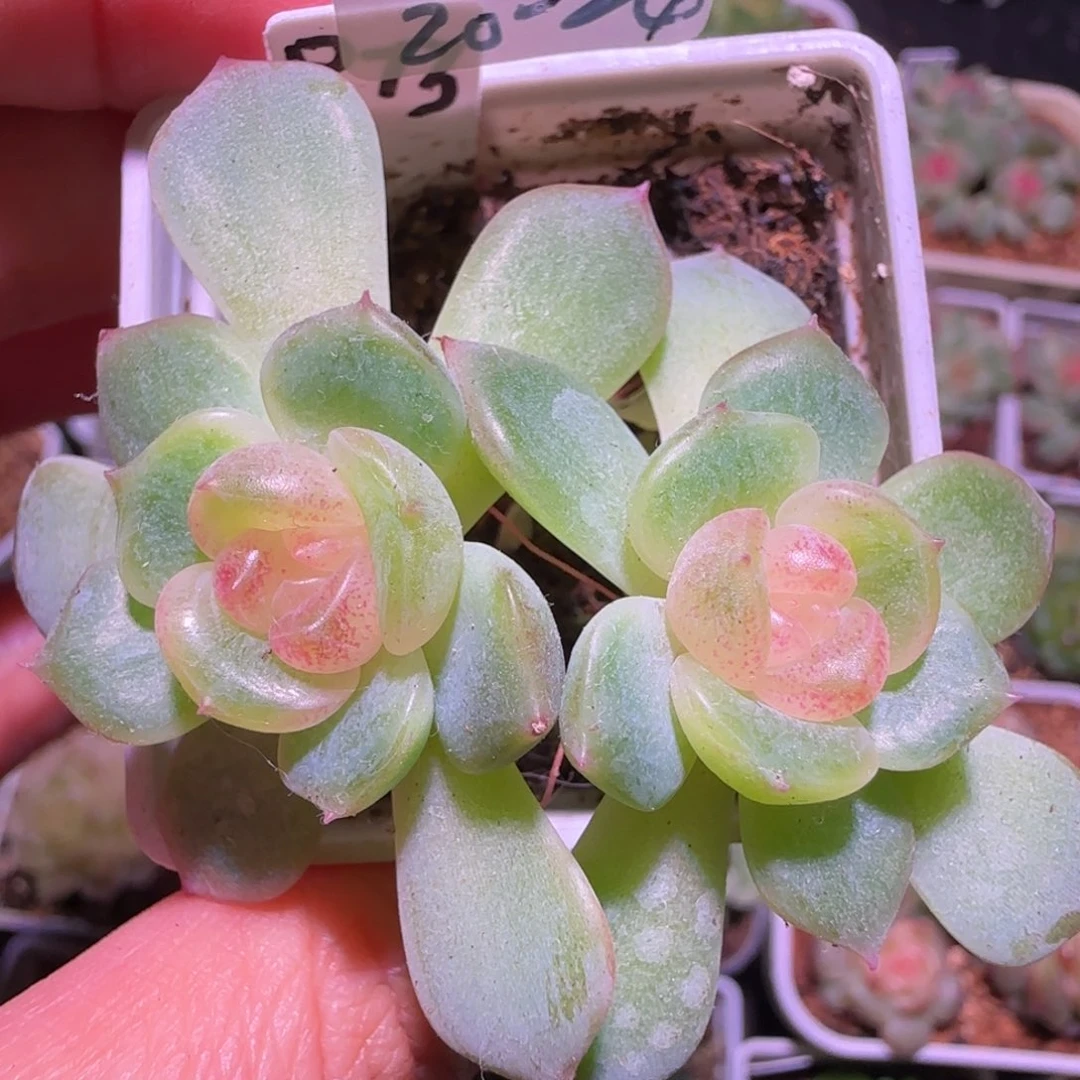 20-24福利甜心73双头