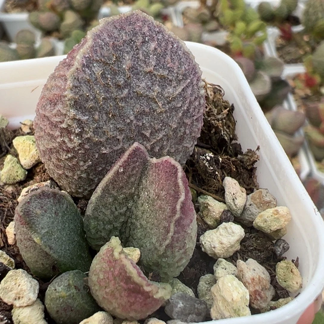 哈莫猪肝大苗多肉植物