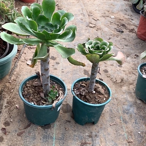 小***.艳姿绿体多肉植物法师15号