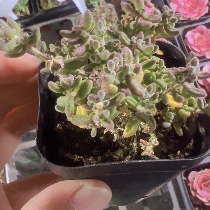 红宝石精品多肉植物