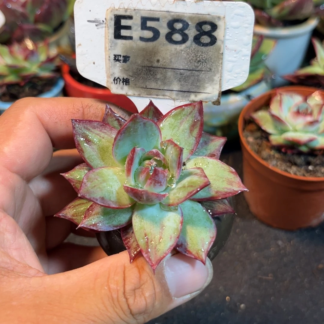 惊鸿一瞥多肉植物588