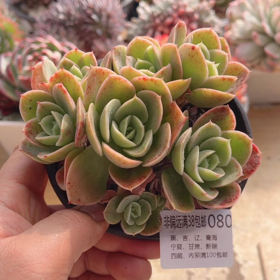 080星娜塔德华多肉