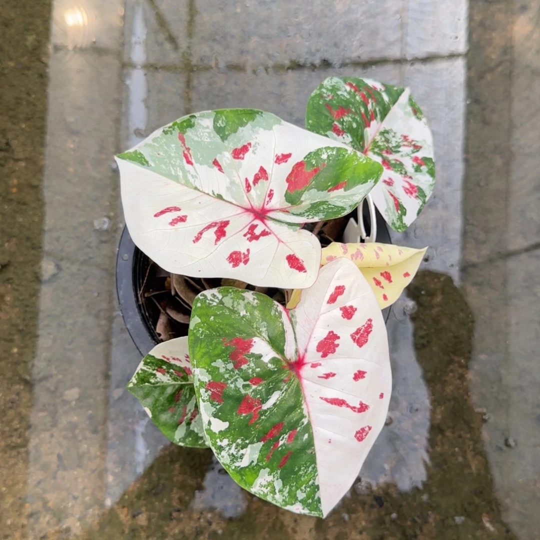16-0917泰国发货新品