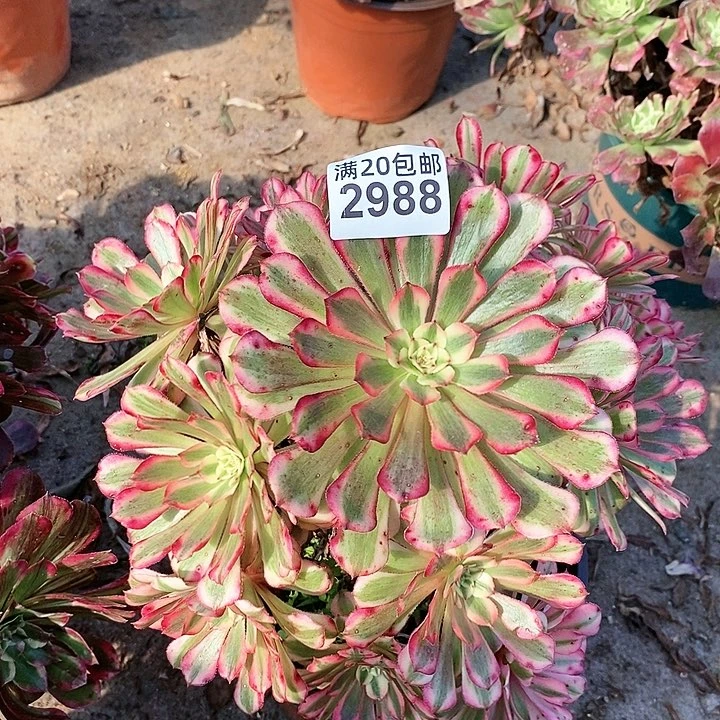 2988 一颗红通hu超白