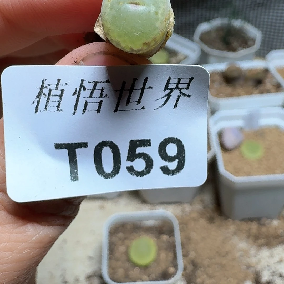 059盒多肉植物哇fv