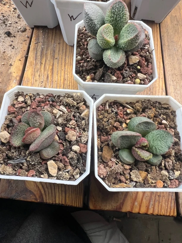 有鱼水泡多肉植物