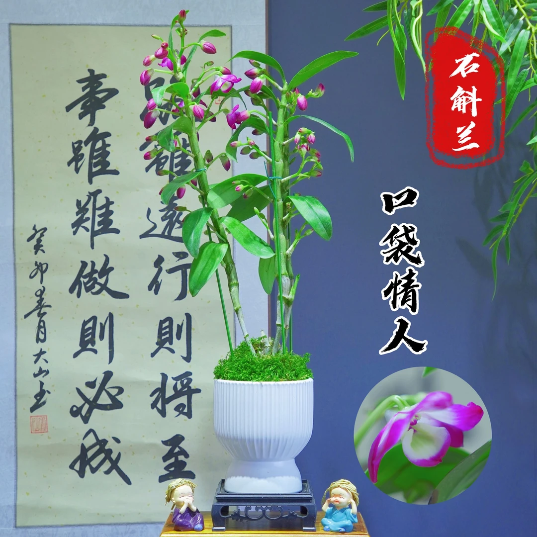 兰花[口袋情人]陶瓷盆种好适合新手好养易活