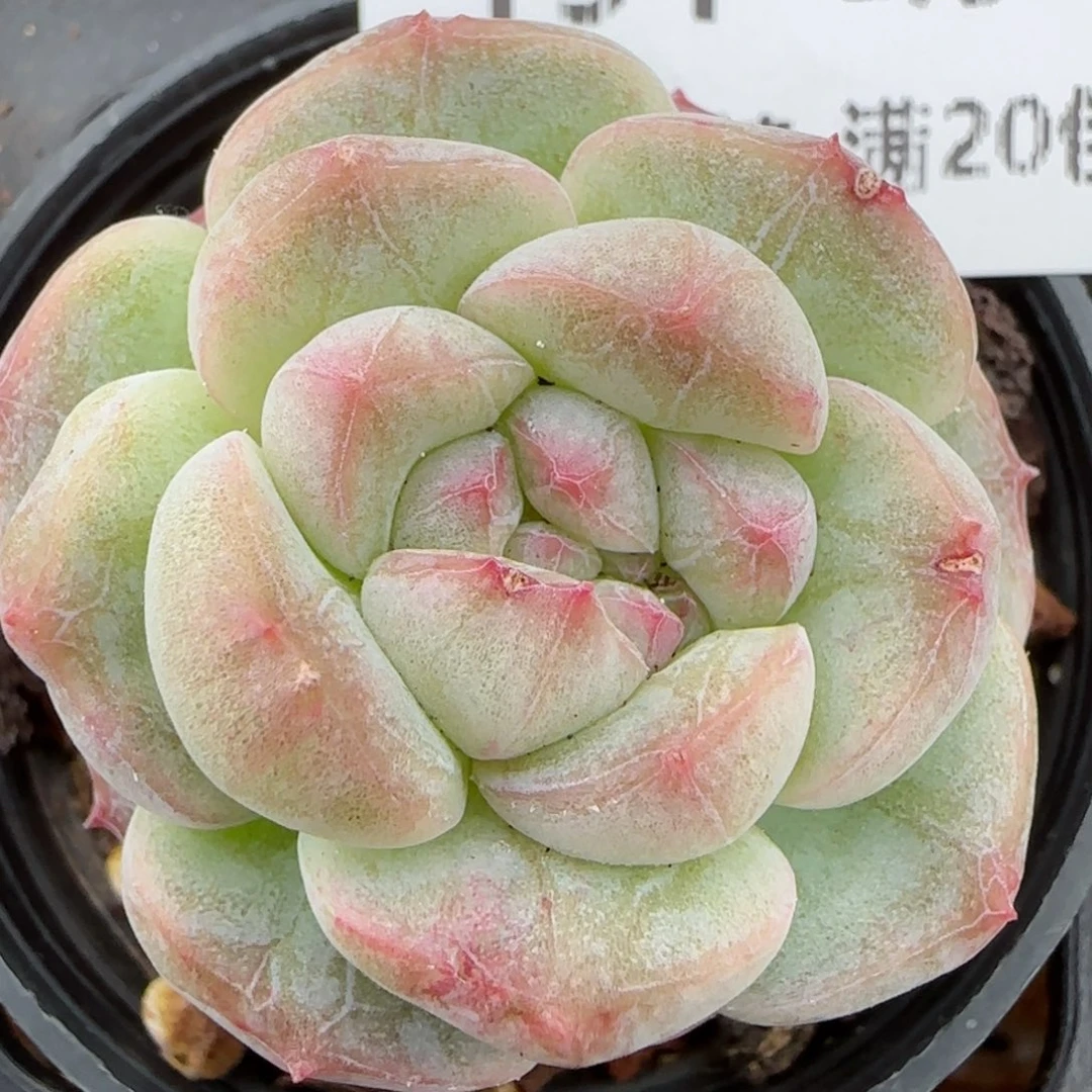 花语逸镜0208-154