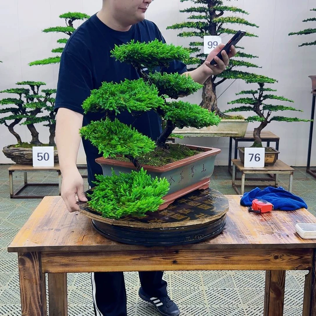 无花朵柏树造型盆景盆景