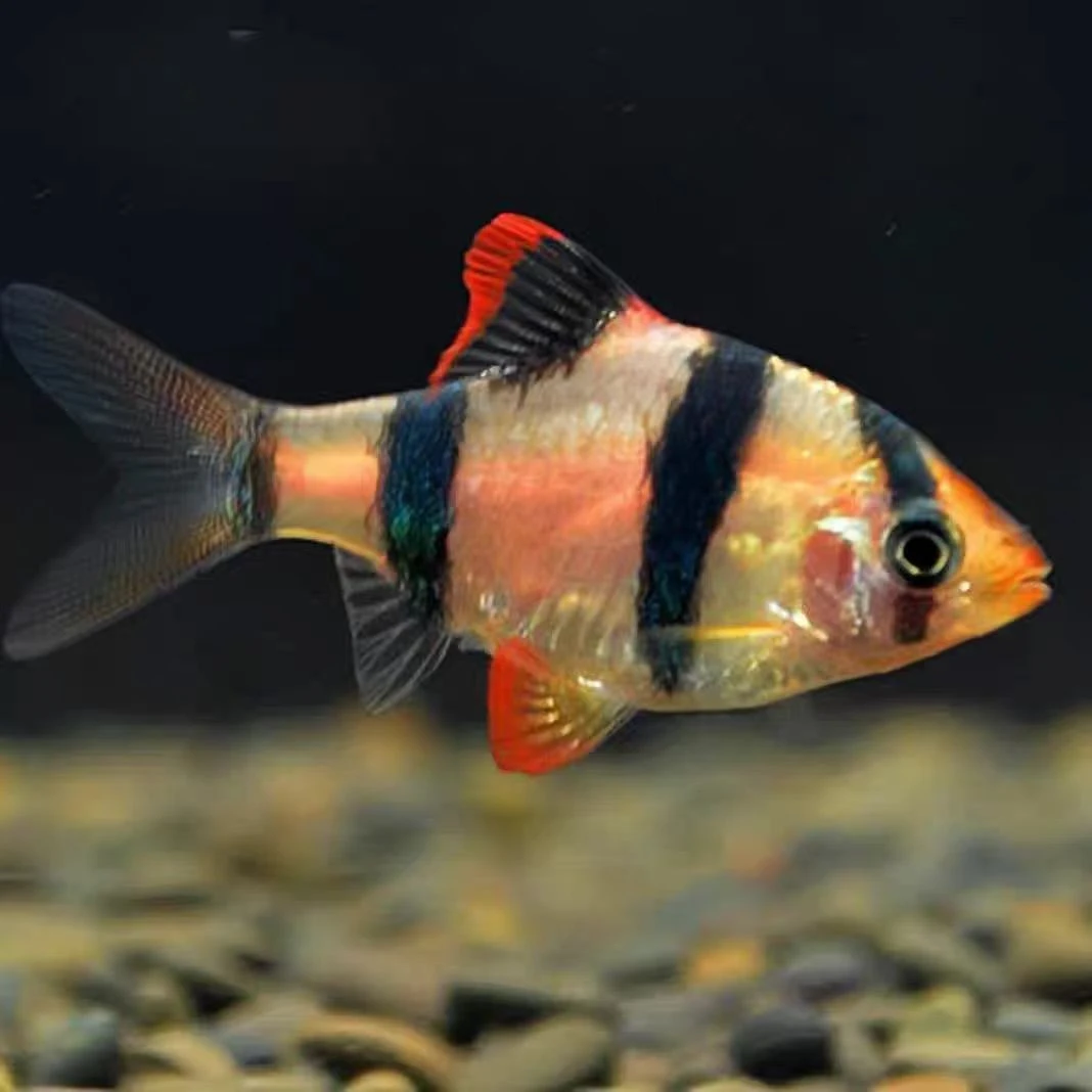 四间虎皮鱼荧光绿虎皮鱼翡翠虎皮鱼观赏鱼热带鱼群游小型观赏鱼