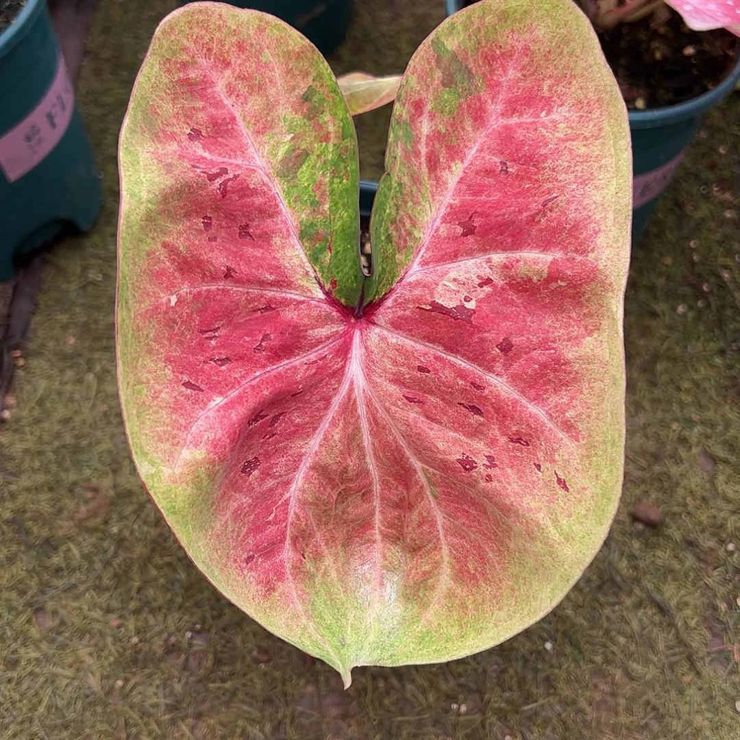 无花朵点赞福利米奇头泰彩10