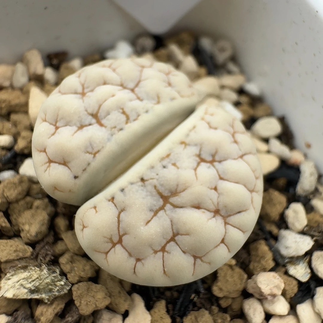 901多肉哈哈哈哈哈哈好怪