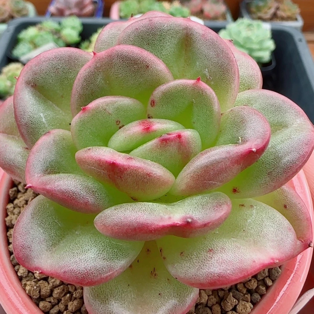 花语逸镜0919-92蜜糖带盆土