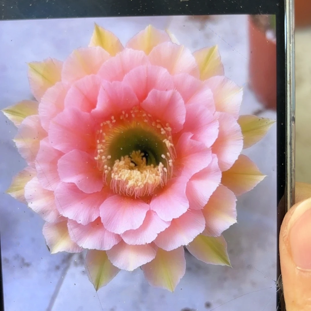 彩草青青美人鱼4个头群生