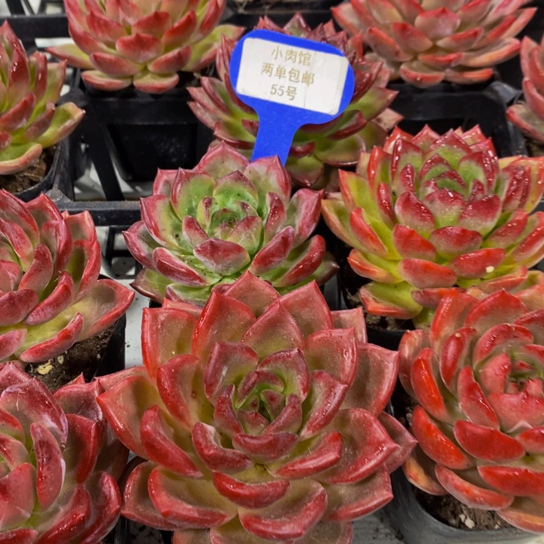 55-全状态精品老桩夜魔侠单头一个