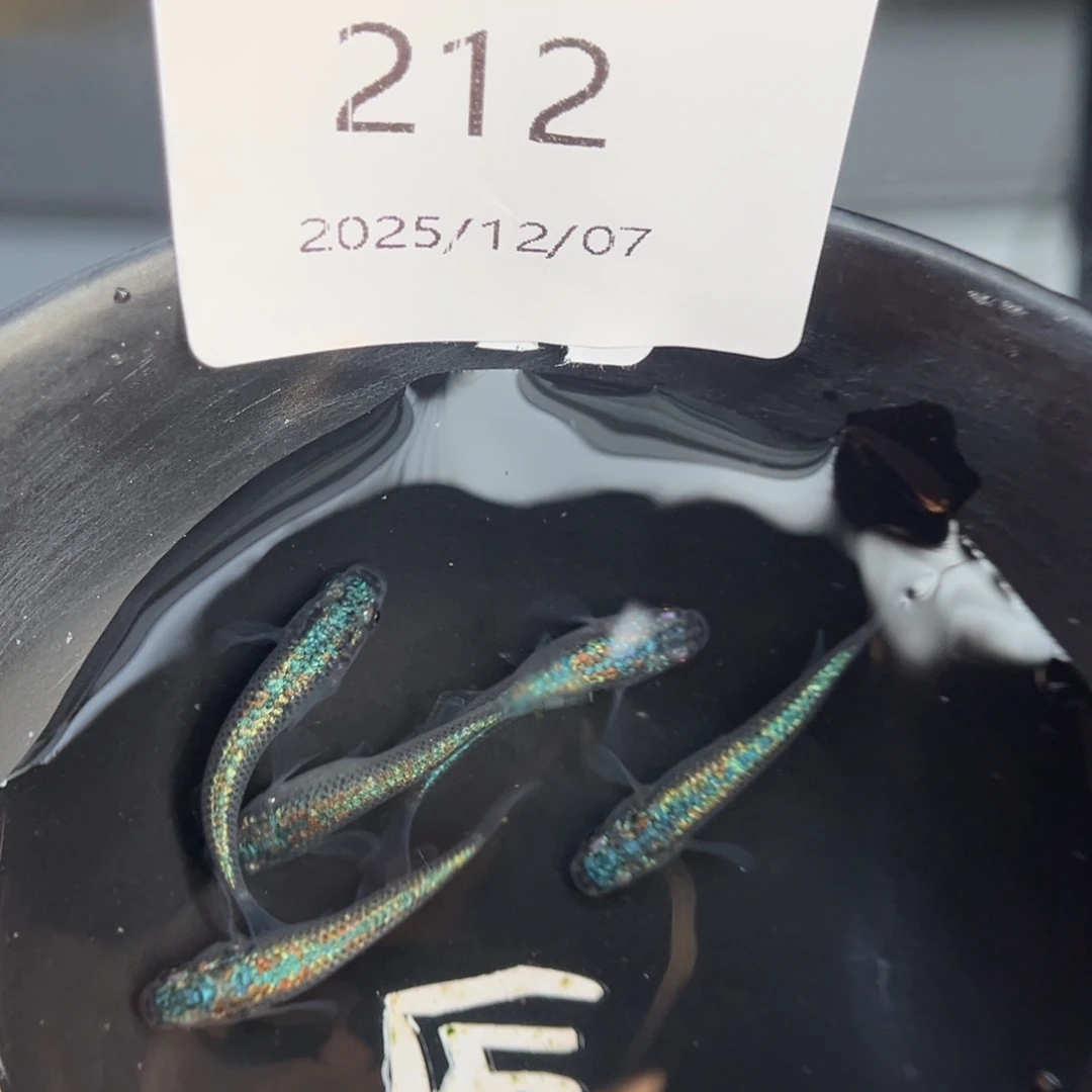 青鳉鱼212海王星无背鳍
