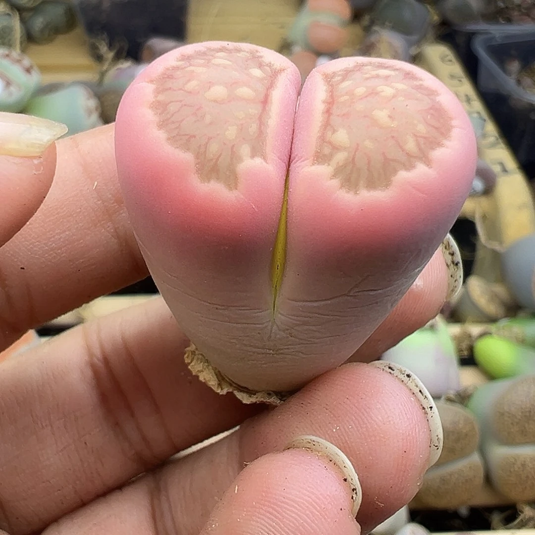 喵*犟4895粉菊福利1111111111