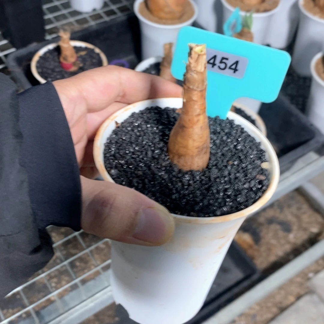 巨凤之卵多肉植物一个