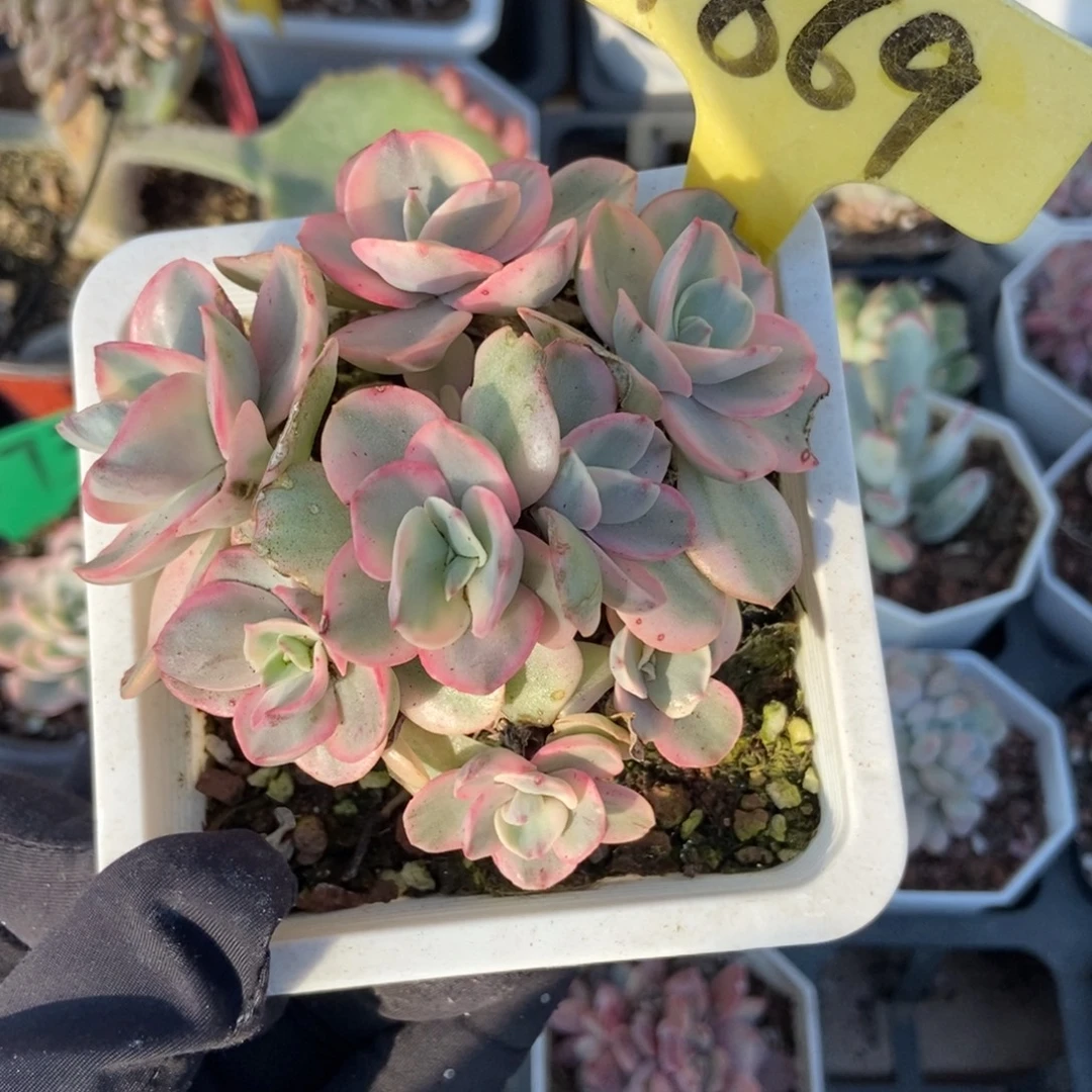 1869秀妍锦多肉植物多肉