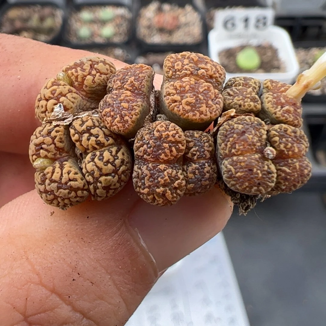 7.31好看的多肉脱土发货622