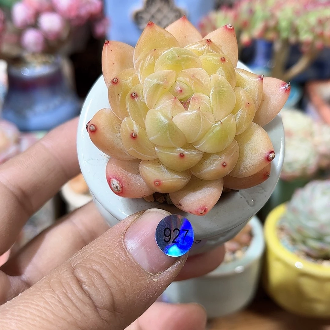 璇玑珍妮927 含盆含土发货 30包邮偏远除外