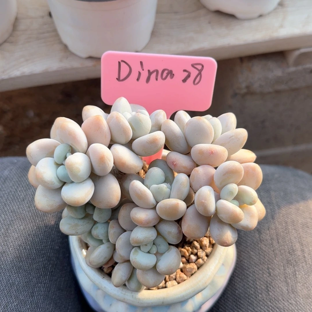 白奶糖老桩五十包邮