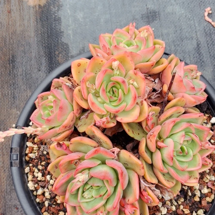 翠花杂          30