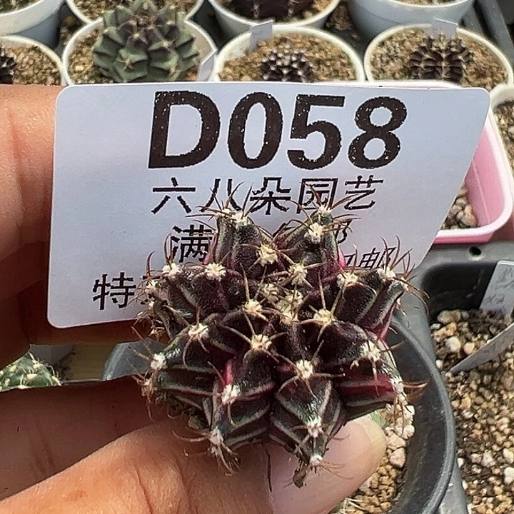 迪***️058号实生米哈多肉植物