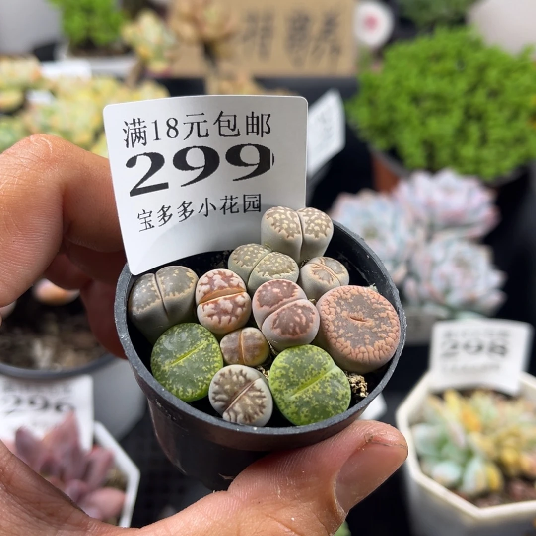 生石花一物一拍满18包邮满26送一颗小肉