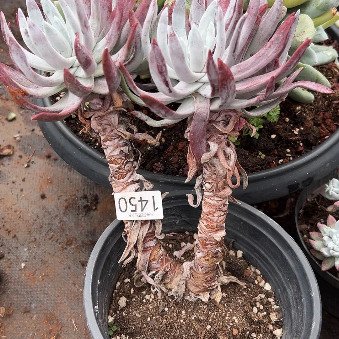 E*a初霜苹果叶仙女杯多肉。