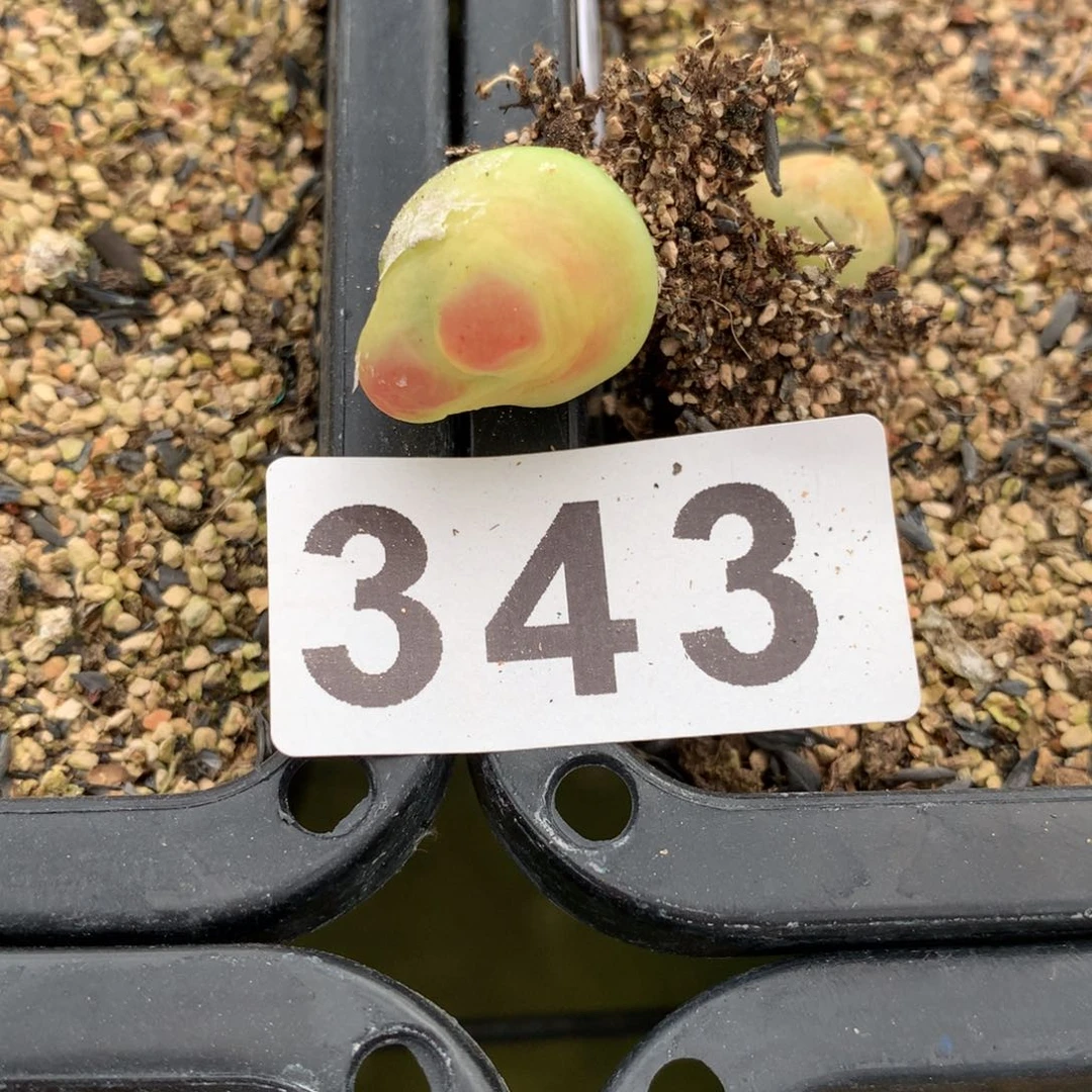 ʚ****ɞ343拉登母本高一点