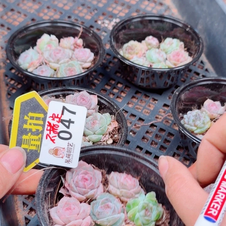 多肉植物多肉植物