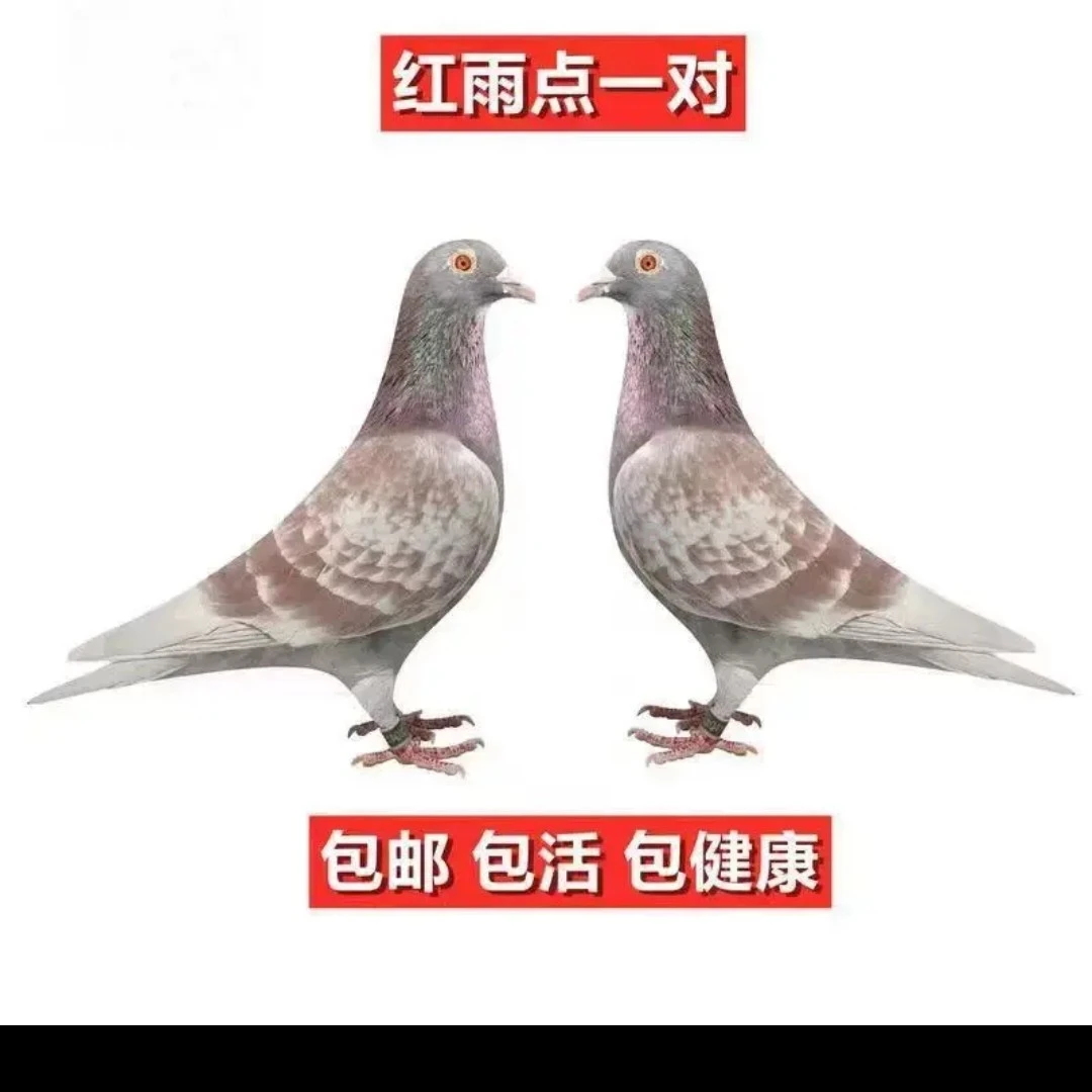 种鸽天落鸽赛鸽信鸽