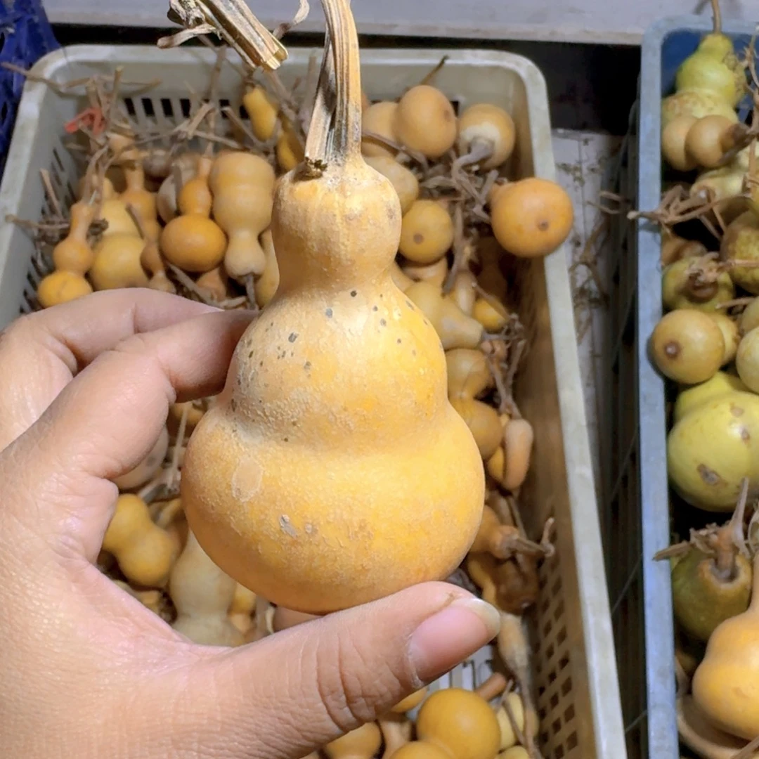 ****唯青皮葫芦不保成不退不换