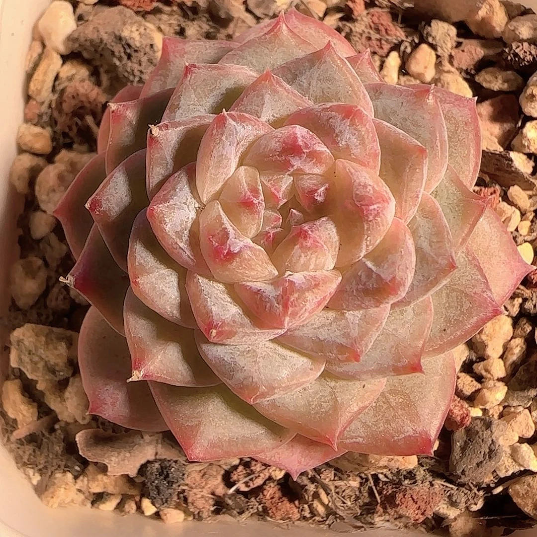 多肉1127-03糖心福利