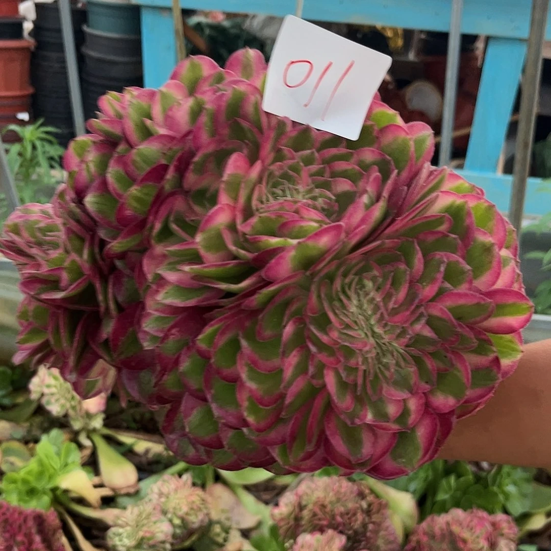 011倾城多肉植物无根