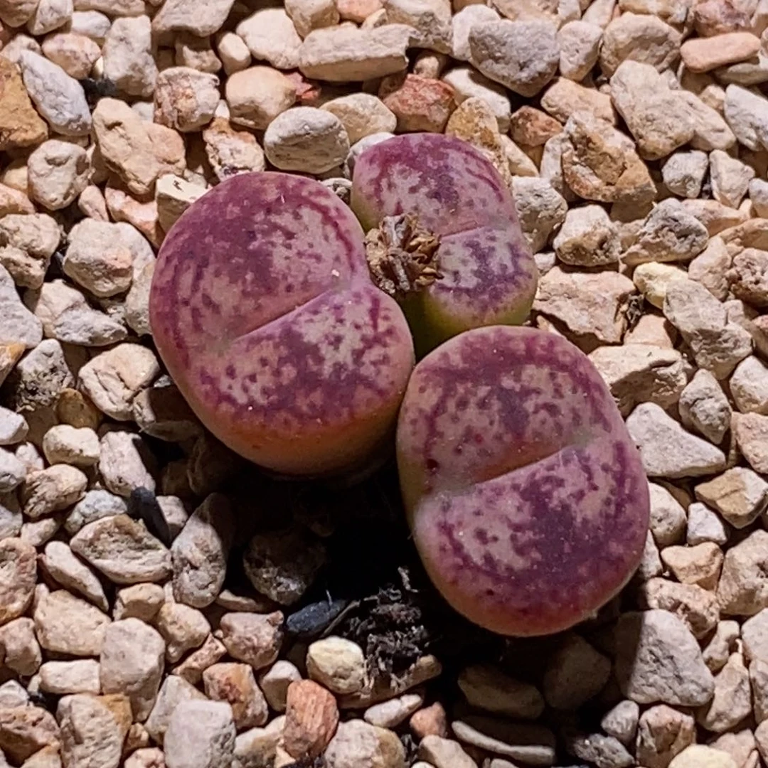 果冻粉色毛杂果冻粉色毛杂