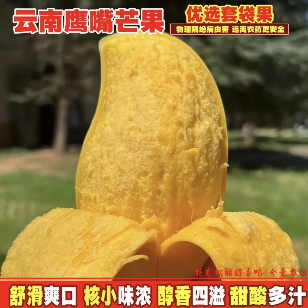 云南鹰嘴芒果新鲜当季热带水果香甜可口乌市九鼎直发【全疆包邮】