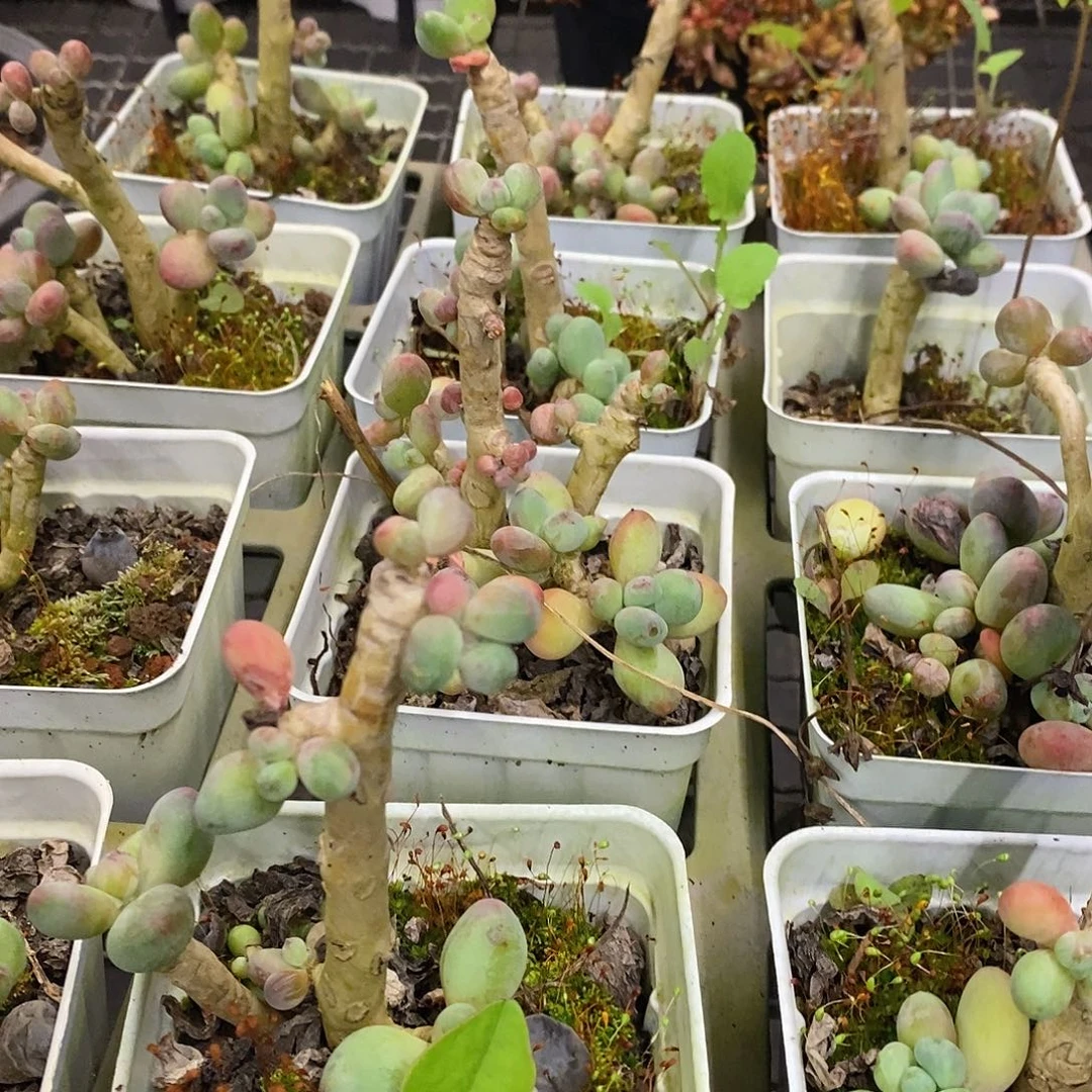 团。苹果奶。不售后。