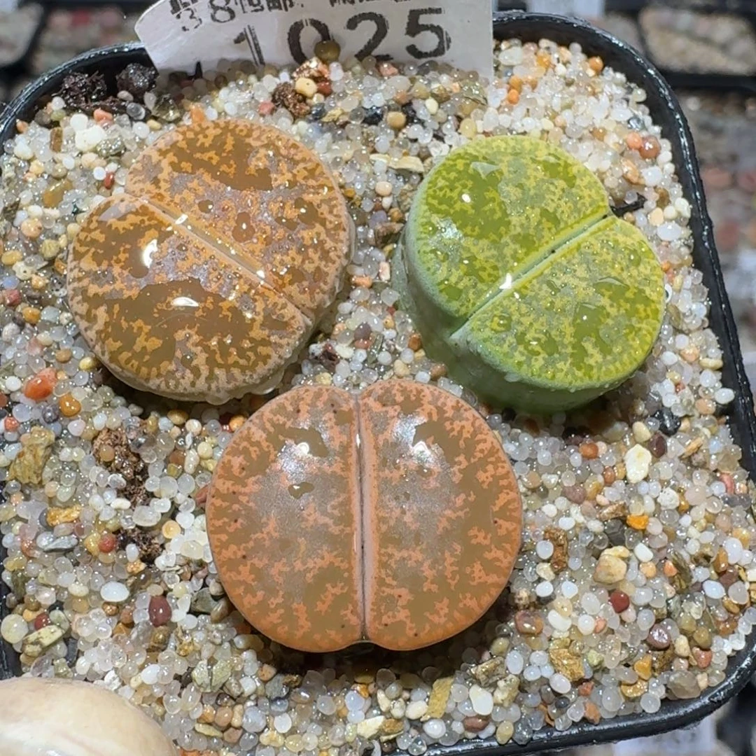 zz生石花肉锥1025